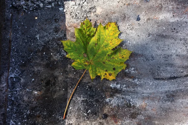 Bladen Gula Falen Från Träd Hösten Stads Parken — Stockfoto