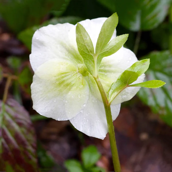 Kwiaty Górskiego Lasu Dziki Sed Medycynie Zbliżenie Helleborus Caucasicum — Zdjęcie stockowe