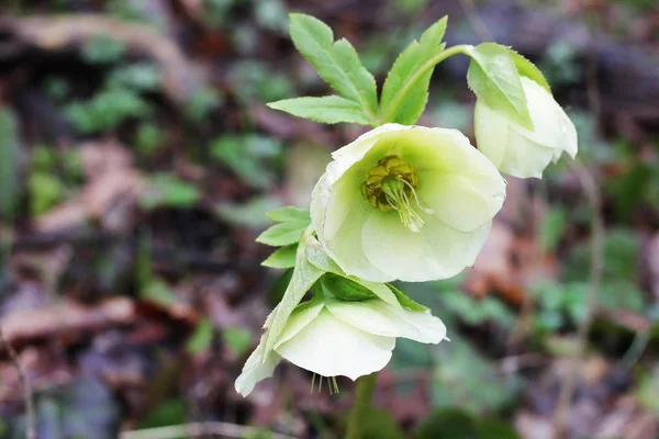 Dağ Ormanı Yaban Çiçekleri Tıp Sed Yakın Çekim Helleborus Caucasicum — Stok fotoğraf