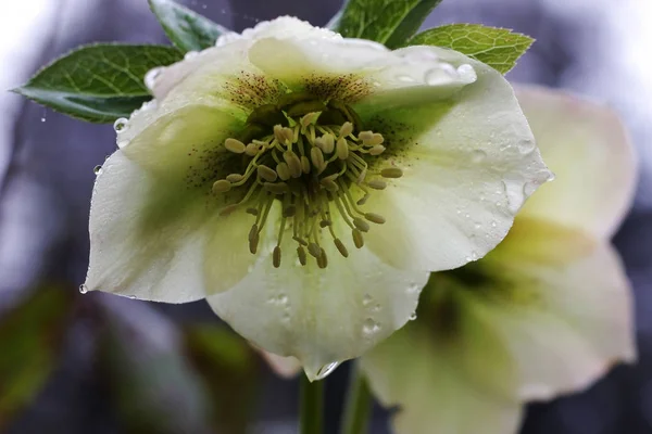 Kwiaty Górskiego Lasu Dziki Sed Medycynie Zbliżenie Helleborus Caucasicum — Zdjęcie stockowe