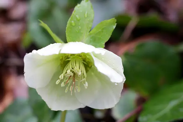 Kwiaty Górskiego Lasu Dziki Sed Medycynie Zbliżenie Helleborus Caucasicum — Zdjęcie stockowe