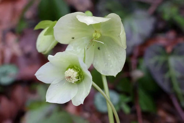 Dağ Ormanı Yaban Çiçekleri Tıp Sed Yakın Çekim Helleborus Caucasicum — Stok fotoğraf