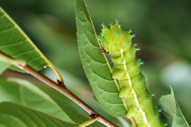 Doğal habitatları içinde böcekler-orman, Park, yakın çekim.