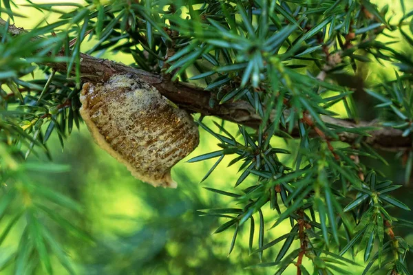 Insekter Sin Naturliga Miljö Skog Park Närbild — Stockfoto