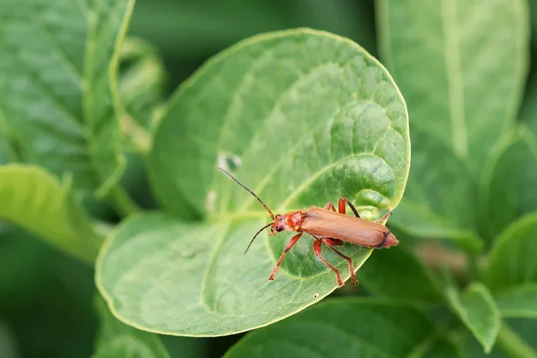 Insetti Nel Loro Habitat Naturale Foresta Parco Primo Piano — Foto Stock