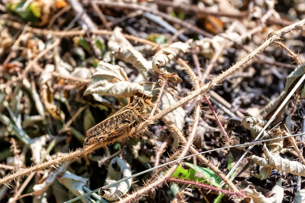 Insetti Nel Loro Habitat Naturale Foresta Parco Primo Piano — Foto Stock