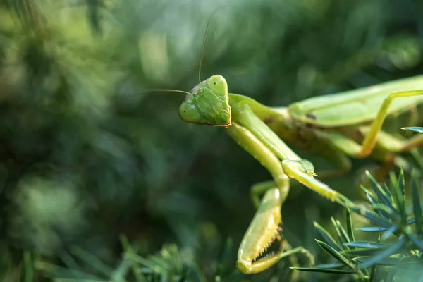 Insetti Nel Loro Habitat Naturale Foresta Parco Primo Piano — Foto Stock