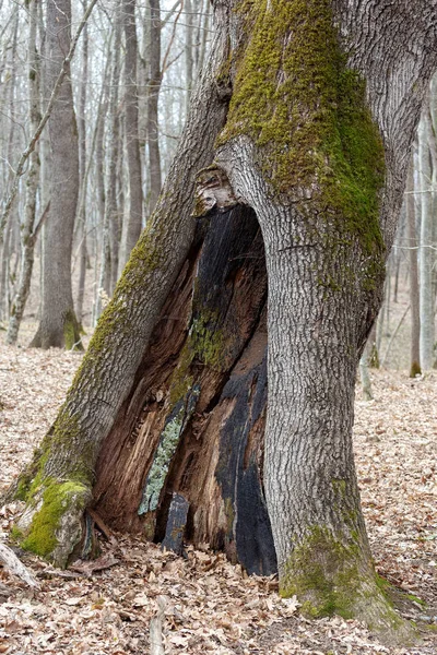 Onemocnění Kmene Lesa — Stock fotografie