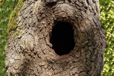 Ormanın kök hastalıkları.