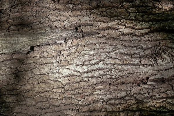 Ormanın Kök Hastalıkları — Stok fotoğraf
