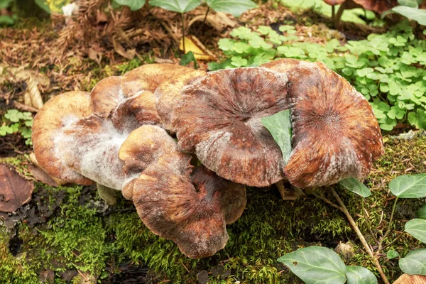 Pilzsaprofit Schädigt Den Wald — Stockfoto