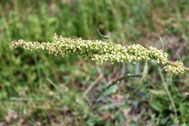 Dağ ormanı yabani bitkiler, tıpta kullanılan, close-up, Rumex confertus L.,