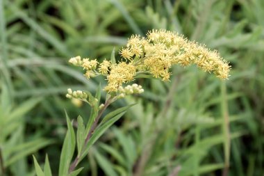 Tıpta kullanılan orman bitkisi,yakın çekim, Solidado canadensis L.,