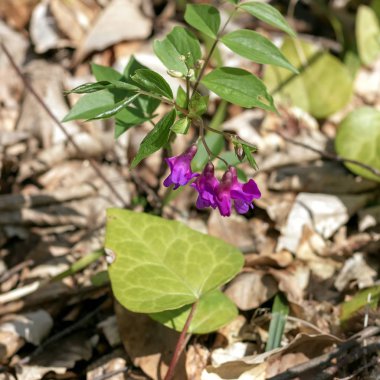 Doğada bahar çiçekli bitkilerin uyanış.