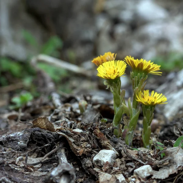 Risveglio Delle Piante Fiorite Primaverili Natura — Foto Stock