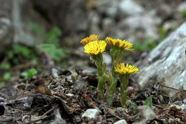 Risveglio Delle Piante Fiorite Primaverili Natura — Foto Stock