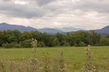 Bıyıklı çayır aydınlatmak güneş ormanı, bulut.
