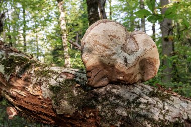 Mantar saprophytes ve parazitler ormanda habitat büyümek.