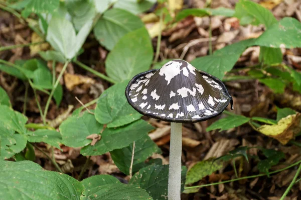 Pilze Saprophyten Und Parasiten Wachsen Wald — Stockfoto