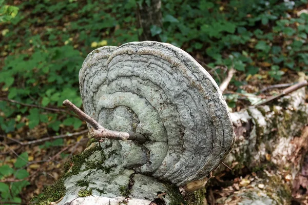 Setas Saprofitas Parásitos Crecen Hábitat Bosque — Foto de Stock