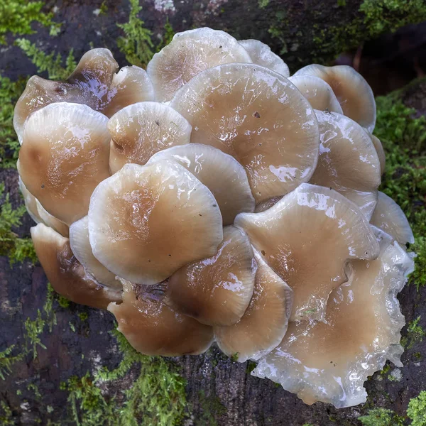 Pilze Saprophyten Und Parasiten Wachsen Wald — Stockfoto