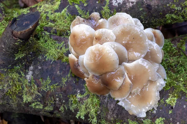 Cogumelos Saprófitas Parasitas Crescem Habitat Floresta — Fotografia de Stock