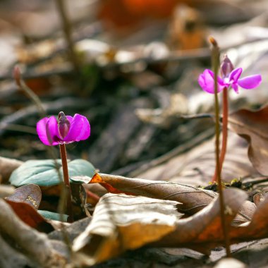 Doğada bahar çiçekli bitkiler ve çiçeklerin uyanış.
