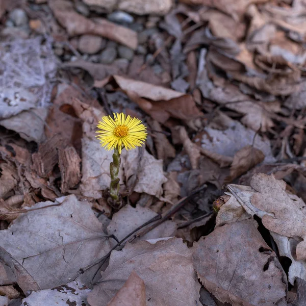 Risveglio Delle Piante Fiorite Primaverili Dei Fiori Natura — Foto Stock