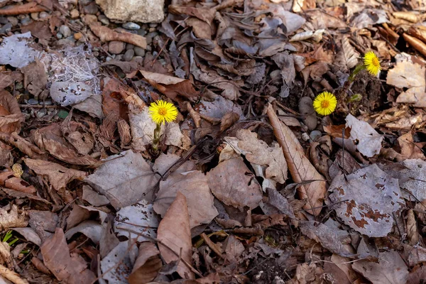 Risveglio Delle Piante Fiorite Primaverili Dei Fiori Natura — Foto Stock