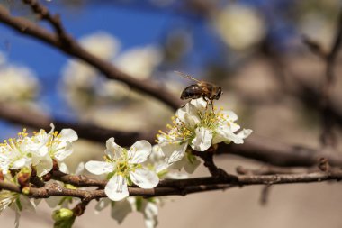 Parkta Bahar bol çiçekli meyve bahçesi.