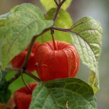 Yaz - Bahçe bölgesinde olgunlaşmış meyve portakalı.