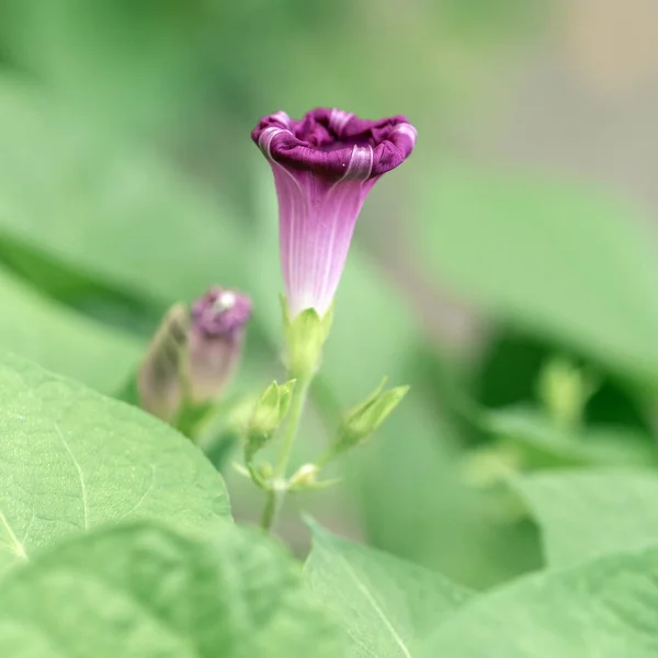 Morgen Herrlichkeit Garten Pflanze Blütezeit Sommer Und Herbst — Stockfoto