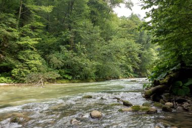 Nehir dağ kökenli ekoloji temiz su.