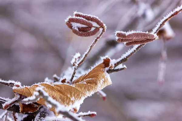 Inverno Parco Piante Decorazione Neve — Foto Stock