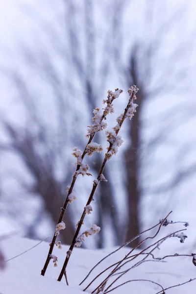 Inverno Parco Piante Decorazione Neve — Foto Stock