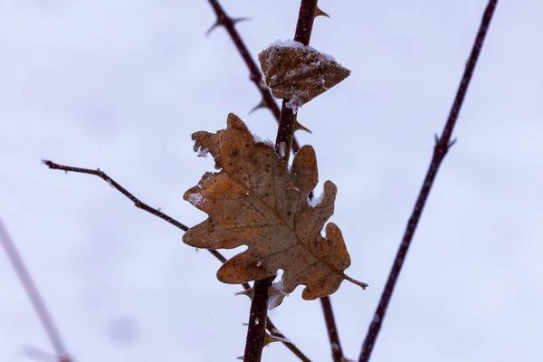 Inverno Parco Piante Decorazione Neve — Foto Stock