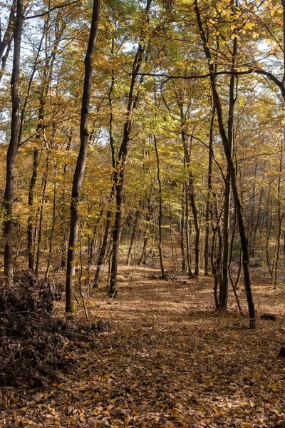 Otoño Bosque Montaña Iluminar Día Del Sol —  Fotos de Stock