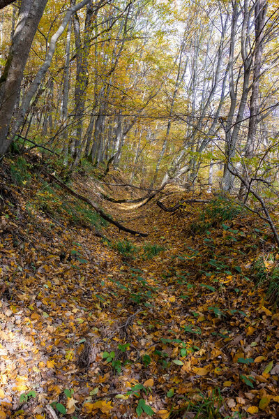 Autumn in mountain forest illuminate sun day.