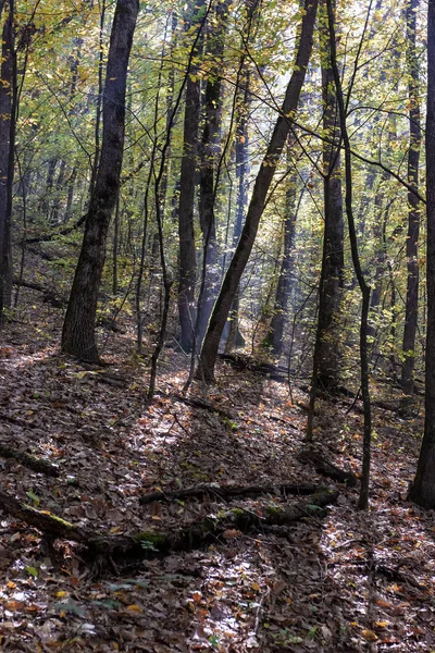 秋天在山森林照亮太阳天 — 图库照片