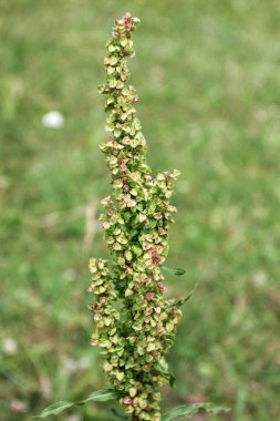 Dağ ormanı yabani bitkiler, tıpta kullanılan, close-up, Rumex confertus L.,