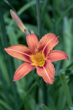 Güneş sonbahar parkı ile aydınlatılan çiçekler.