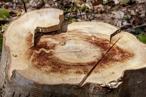 Madera Aserrada Bosque Para Madera Para Materias Primas — Foto de Stock