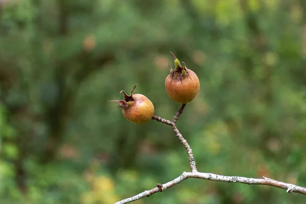 Växter Deras Naturliga Habitat Park Försommaren — Stockfoto