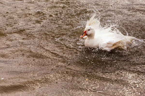 Pato Aquático Doméstico Área Água Verão — Fotografia de Stock