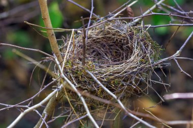 Ağaçtaki parkta kuş yuvası.
