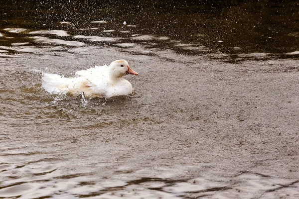 Hauswasservogel Ente Sommer Auf Der Wasserfläche — Stockfoto
