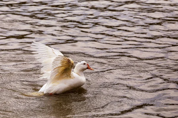 Domestic Watervogels Eend Het Gebied Zomer — Stockfoto