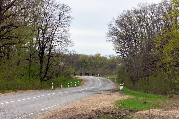 A herd of cows moving on a country road from the pasture farmer.