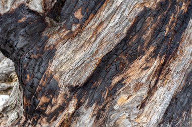 Ormandaki yangında hasar gören eski bir ağacın gövdesi.