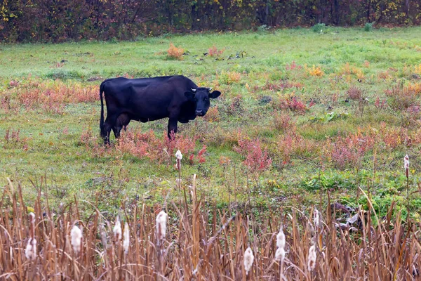Vache Dans Une Prairie Agricole Par Temps Été — Photo